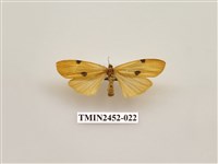 藏品(藍緣苔蛾)的圖片